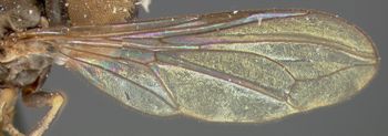 Media type: image;   Entomology 13566 Aspect: wing